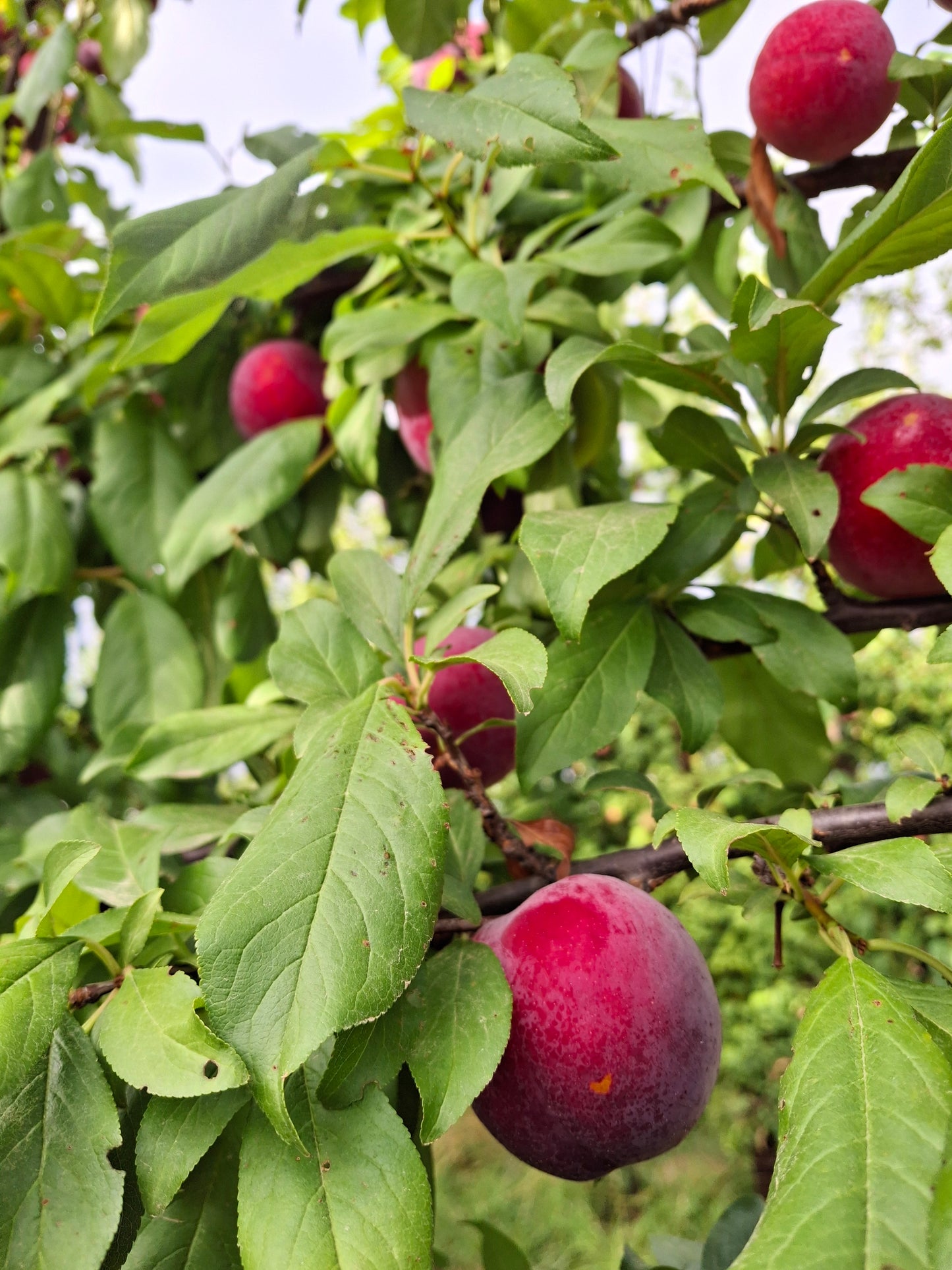 Plums on tree