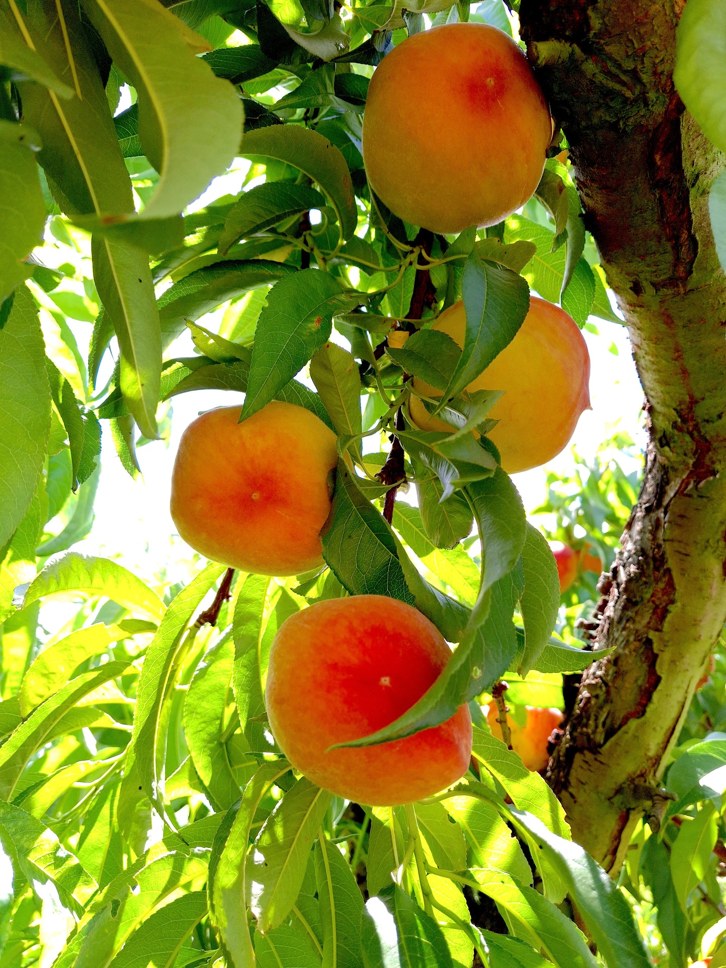 Fruit Basket