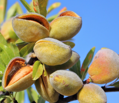Almonds