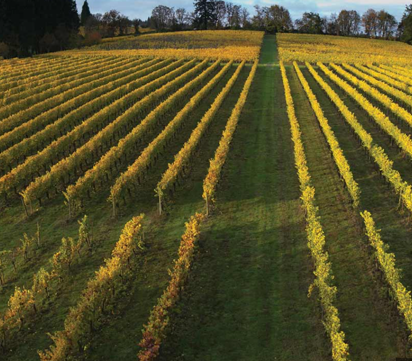Flippenice White - Chenin/Sauvignon Blanc