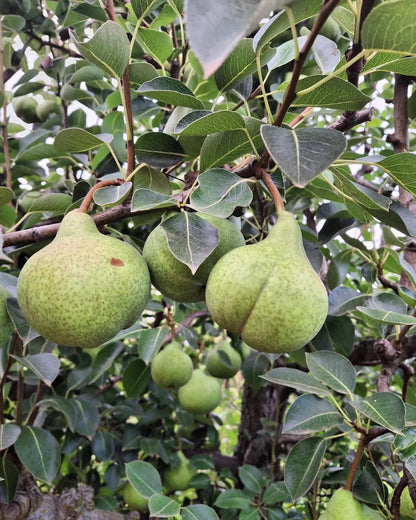 Fruit Basket