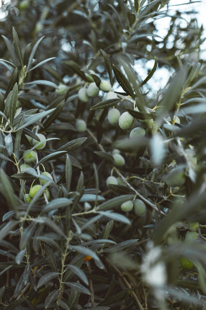 Olives