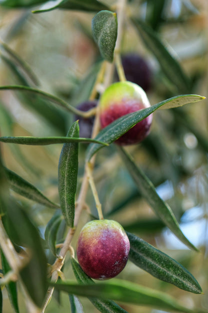 Olives